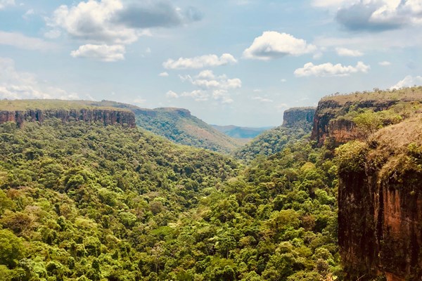 Amazonia tropical